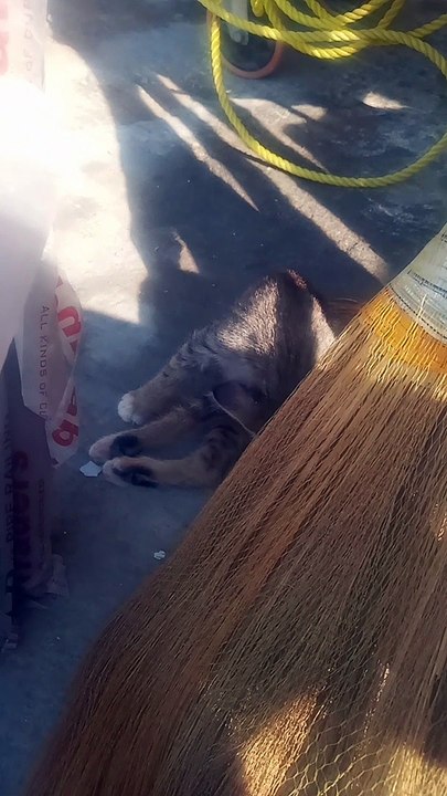 Stray kittens