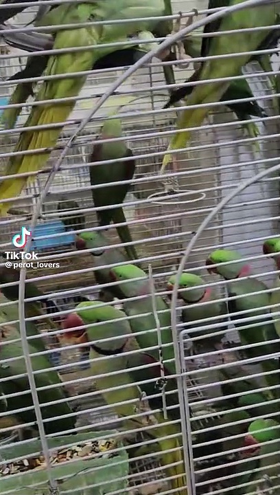 Raw#parrots