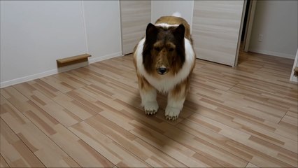 En büyük hayalini gerçekleştirdi: Köpek oldu