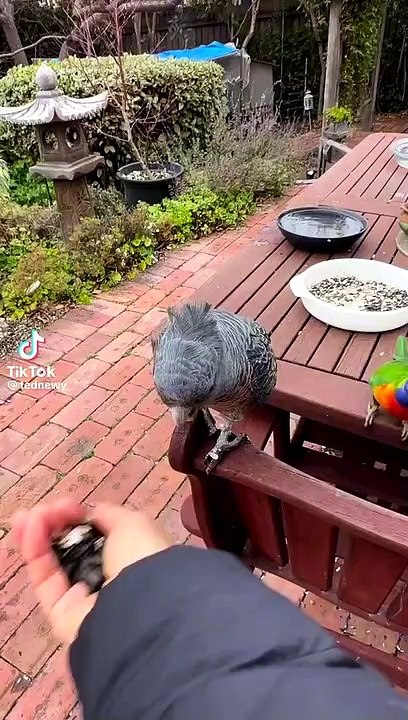 Parrot fight