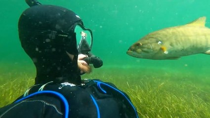Diver becomes friends with wild fish and now they ‘meet’ every summer at the same spot
