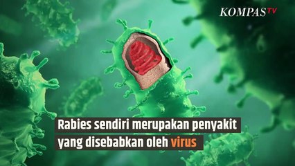 Kenapa Orang yang Kena Rabies Takut Air?|SINAU