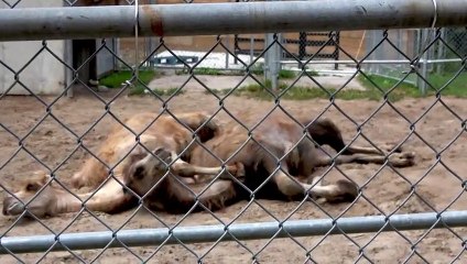 Camels enjoy a spooning session in the sunshine
