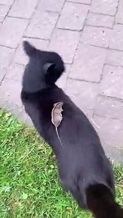 Cat Discovers Mouse Chilling On Its Back