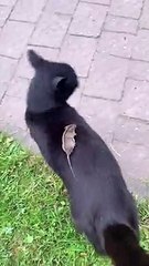 Cat Discovers Mouse Chilling On Its Back