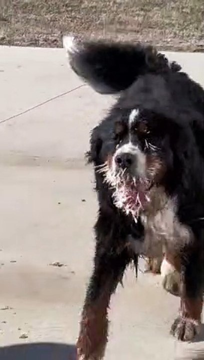 Dog's Clash With Porcupine Leaves Him Completely Covered In Spikes