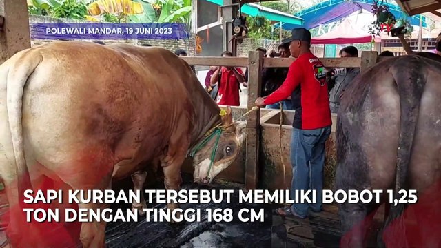 Sapi yang Dibeli Presiden Joko Widodo, saat Tidur Malam Dipasangi Obat Nyamuk!