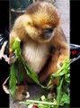 Golden Snub Nosed Monkey | His favorite food vegetables