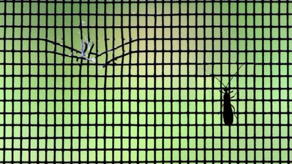 Here's how to prevent mosquitoes from getting inside your home during summer