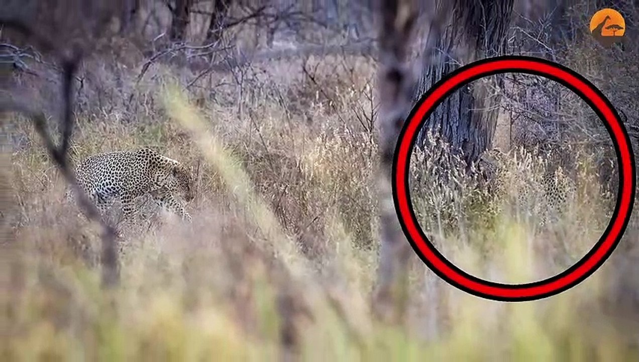 Cheetah with Broken Back Tries Running After Leopard Attack