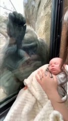 Anne goril bebeğini gösteren kadına öyle bir şey yaptı ki...