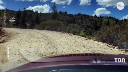 Une invasion de criquets fait vivre un enfer aux habitants de cette ville