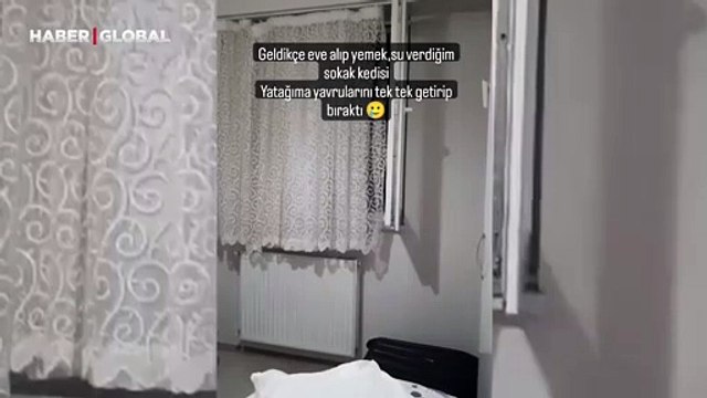 Sokak kedisinin yeni doğan yavrularını ona emanet ettiği anları paylaştı: O anlar izlenme rekoru kırdı