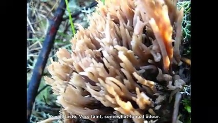 Clavulina cinerea. Champimaginatis. English Text