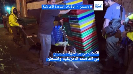 شاهد: مبادرة صيد الجرذان في أزقة واشنطن بواسطة كلاب أليفة