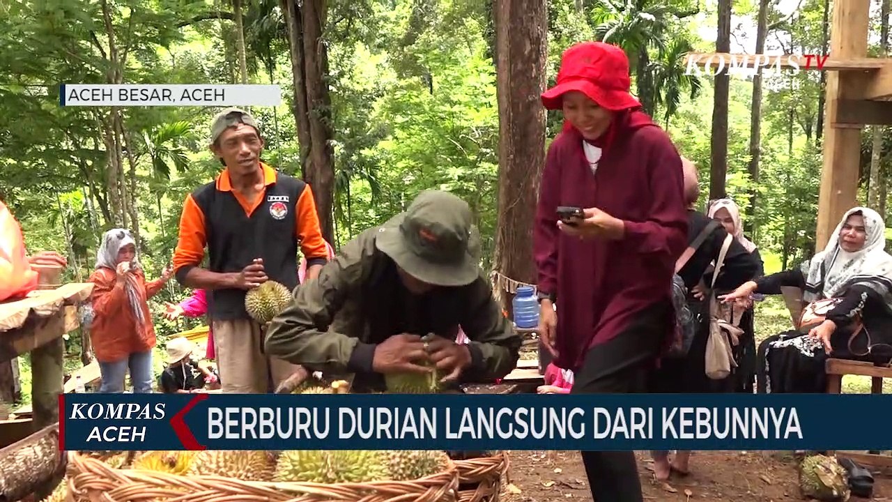 Berburu Durian Langsung dari Kebunnya di Aceh Besar