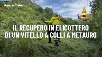 Il recupero in elicottero di un vitello a Colli a Metauro
