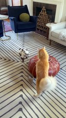 Nigerian Dwarf Goat Kid Jumps Off Pouf