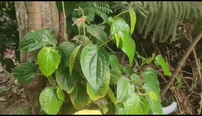 বাঙালির হেঁসেলে লঙ্কা, গোল মরিচের খরচ বাঁচাবে চুইঝাল, জানেন এর পৌষ্টিক গুন? | Oneindia Bengali