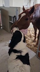 Horse Wants Doggy Kisses