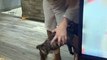 Playful Frenchie Puppy Leaps Into His Owner's Arms