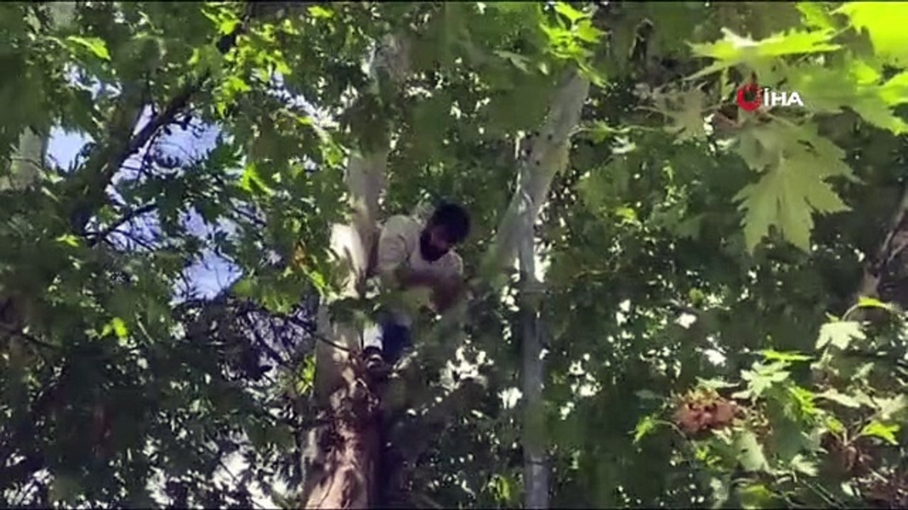 La personne qui a grimpé à l'arbre voulait être menottée et aller à l'hôpital.