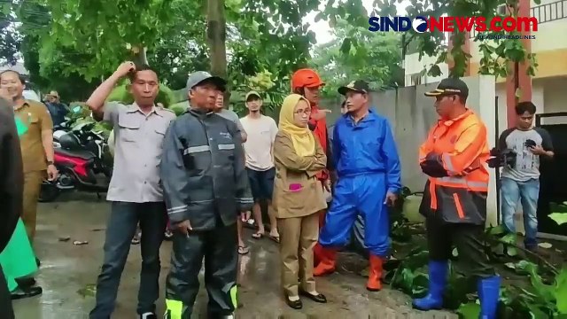 Pohon Raksasa Tumbang Timpa Sejumlah Kendaraan Akibat Hujan Disertai Angin Kencang di Bogor