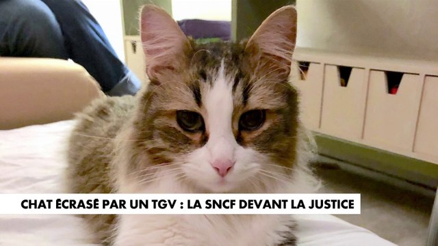 Chat coupé en deux par un TGV à Paris : la SNCF face à la justice ce lundi
