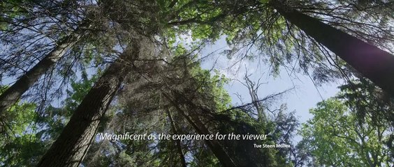 Dans les bois Bande-annonce (EN)