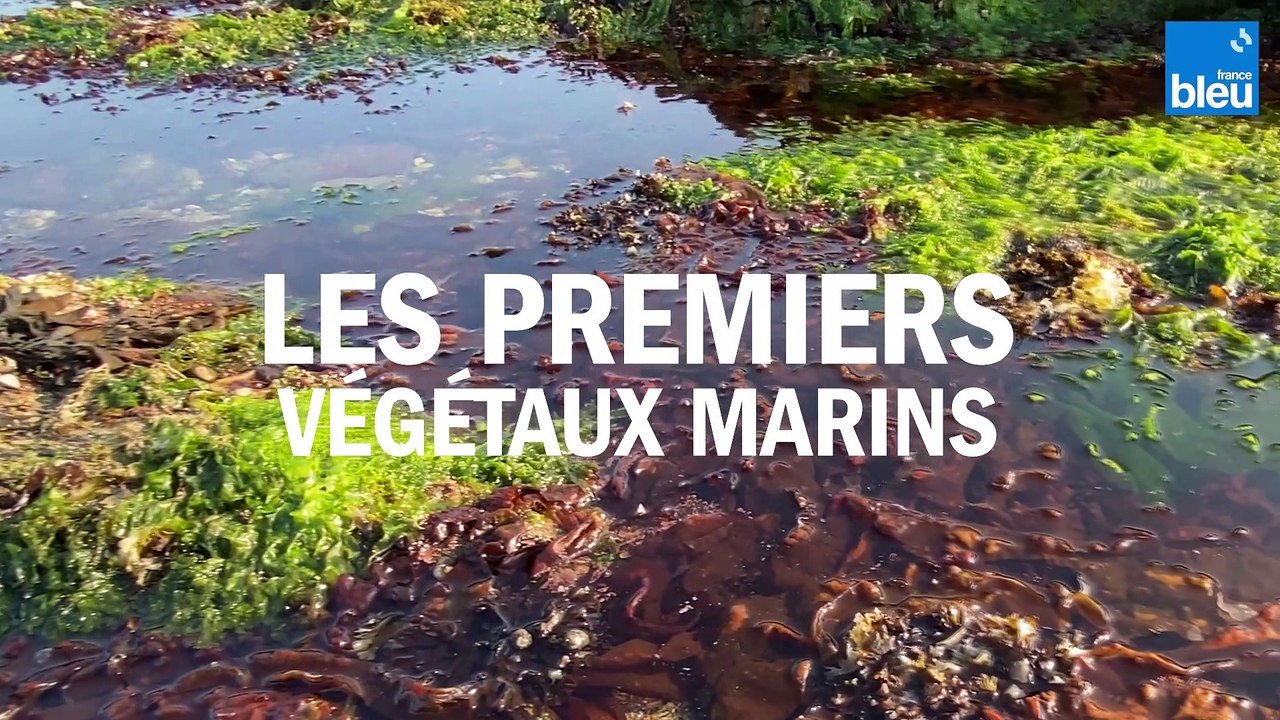 C'est si bon, les Algues Marines