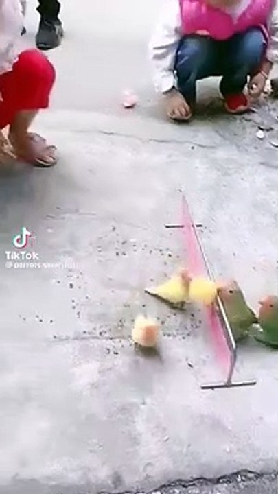 Love bird