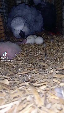 Grey African parrots