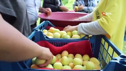 Iğdır'ın sarı altını olan kayısının hasadı başladı