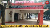 Mirzapur video: हाइवे के किनारे मिला राष्ट्रिय पक्षी मोर का शव, तीन शव मिलने से फैली सनसनी