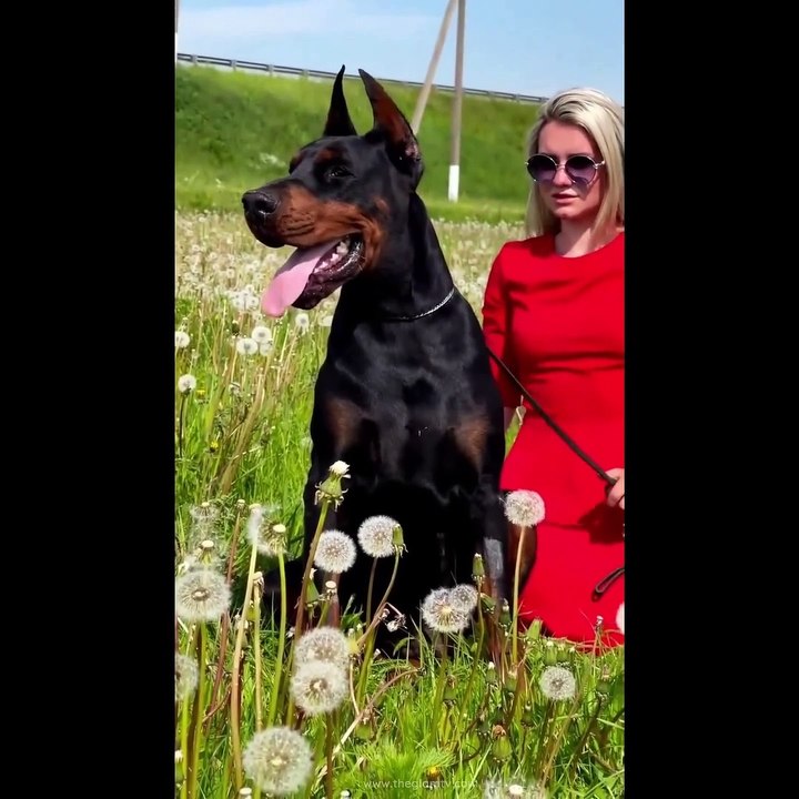 Best Dog Videos | Funniest Dog Videos That Will Change Your Mood For Good