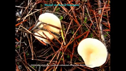 Clitocybe diatreta. Champimaginatis. English Text