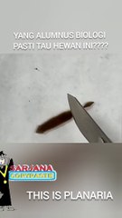 Hewan Ini Luar Biasa Mengalahkan Kekuatan Manusia