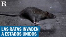 Las ratas invaden Estados Unidos