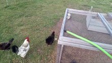 See How Chickens Are Expert Mouse Catchers