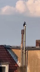 Dove Enjoys a Ride on a Rotating Chimney Cap