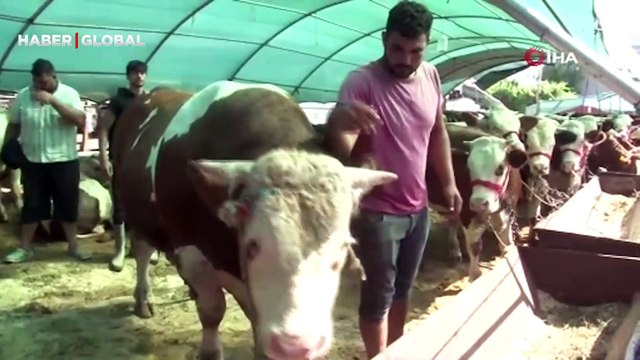 Bayrama sayılı günler kala kol koparan pazarlık1 1 ton 650 kilogramlık Vartolu isimli dana araba fiyatına satıldı