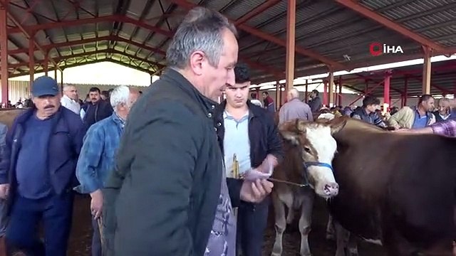 Hayvan pazarlarında Kurban Bayramı hareketliliği: Alıcı da satıcı da memnun