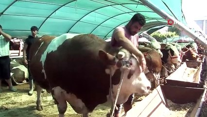 İzmir'deki hayvan pazarlarında 1 ton 650 kilogramlık dana araba fiyatına satıldı