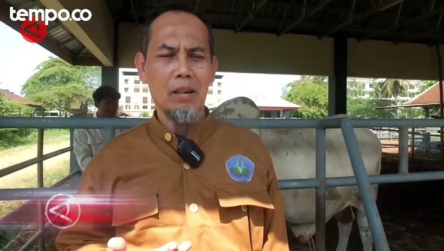 Tips Memilih Hewan Kurban yang Sehat dan Berkualitas Jelang Idul Adha