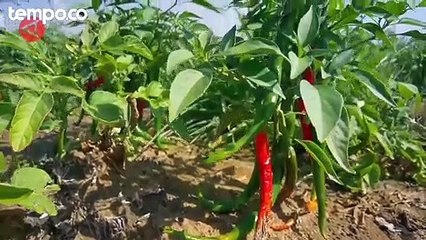 Sekelompok Ilmuwan China Ubah Gurun jadi Lahan Perkebunan Subur