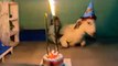 Monkey Celebrated Birthday Of Goat