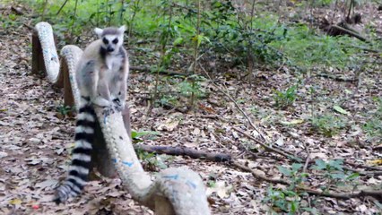 Wild Lemur Strolling Around The Forest Ground