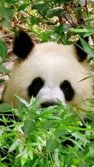 Panda Chen Yuan Run Hide In Grass And We Found It