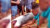 Tiger shark mauls Russian man to death in Egypt