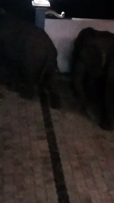 விடுதிக்குள் புகுந்த காட்டு யானைகள் கூட்டம்: வீடியோ காட்சிகள் சமூக வலைதளங்களில் வைரல்